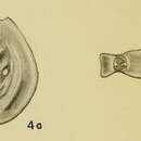 Image of Spiroloculina bidentata Hadley 1935