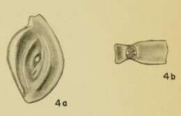 Image of Spiroloculina d'Orbigny 1826