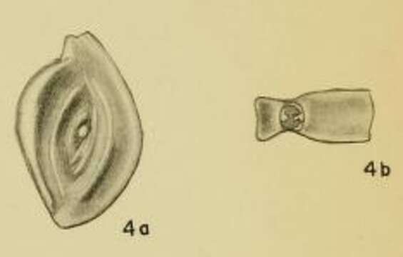 Image of Spiroloculina bidentata Hadley 1935