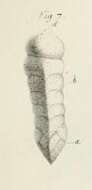 Image of Clavulina angularis d'Orbigny 1826