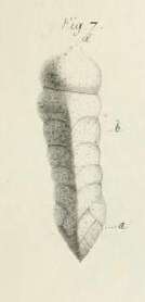 Image of Valvulinidae