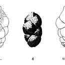 Image of Uvigerina rugosa d'Orbigny 1852