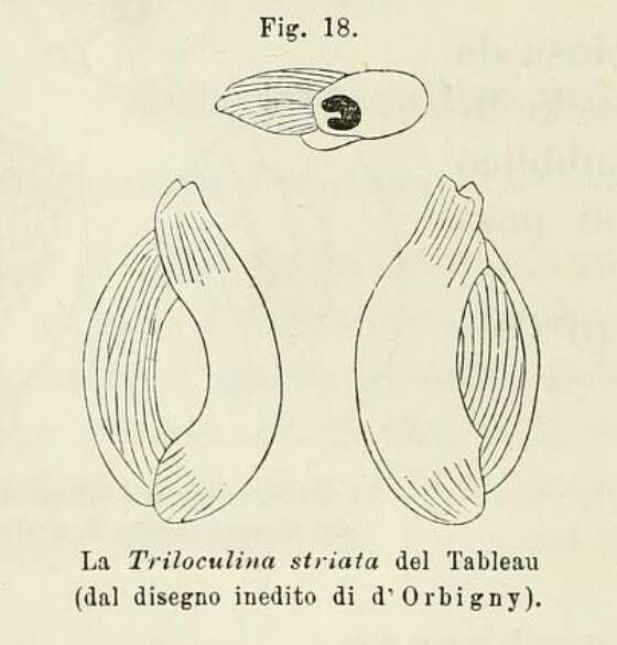 Image of Triloculina striata d'Orbigny ex Fornasini 1902