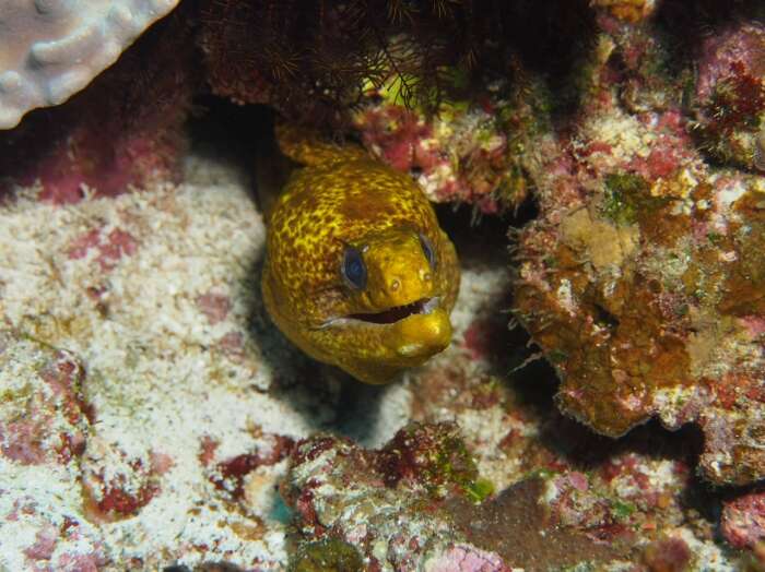 Image of Yellow edged moray