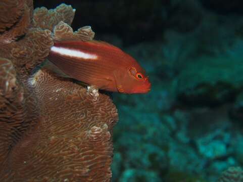 Image of Arc-eye Hawkfish