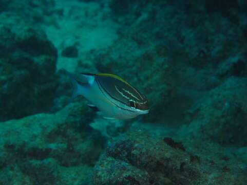 Image of two-lined monocle bream