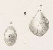 Image of Globulina inaequalis Reuss 1850