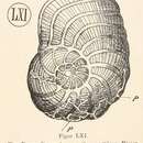 Image of Thalamophaga incerta Rhumbler 1911
