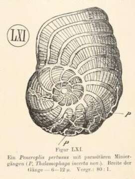 صورة Thalamophaga incerta Rhumbler 1911