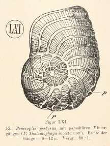 صورة Thalamophaga incerta Rhumbler 1911