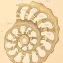 Image of Thalamophaga incerta Rhumbler 1911