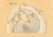 Image of Thalamophaga ramosa Rhumbler 1911