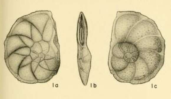 Image of Asterigerinella gallowayi Bandy 1949