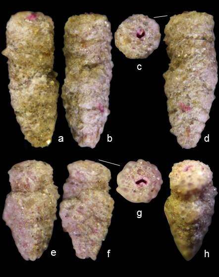 Image of Clavulina huanghaiensis Lei & Li 2016