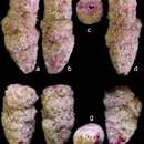 Clavulina huanghaiensis Lei & Li 2016 resmi