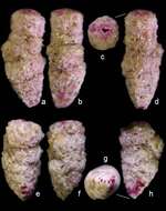 Image of Clavulina huanghaiensis Lei & Li 2016