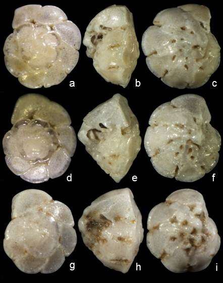 Image of Hemirotalia foraminulosa Lei & Li 2016