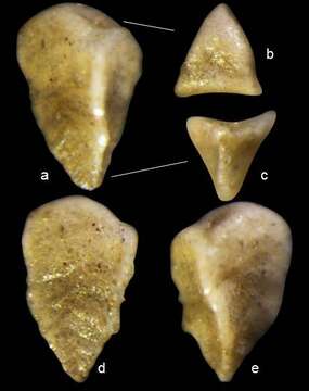 Pseudogaudryina triangulata Lei & Li 2016的圖片