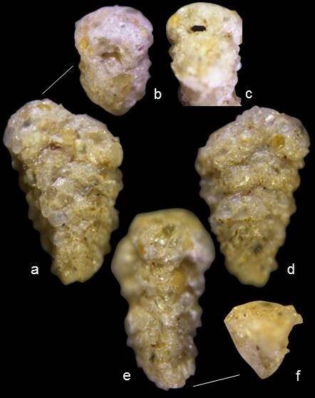 Pseudogaudryina wangi Lei & Li 2016的圖片