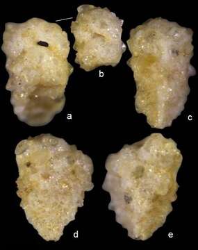 Pseudogaudryina wangi Lei & Li 2016的圖片