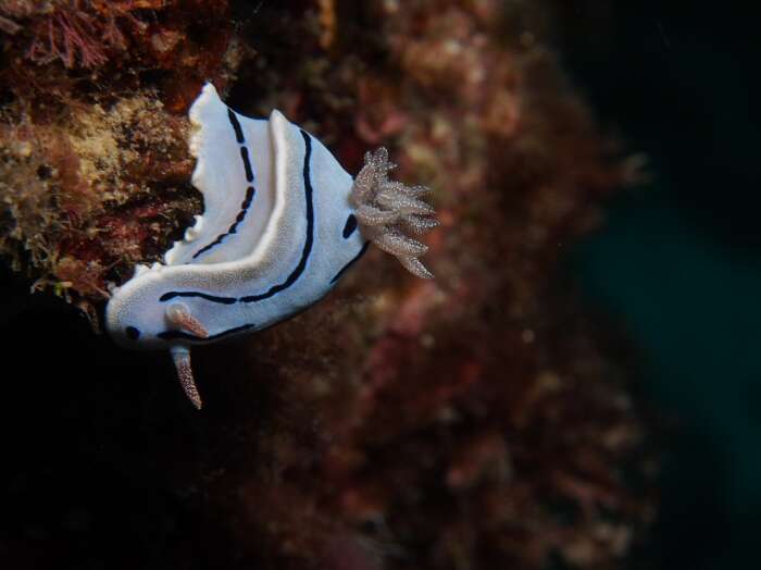 Слика од Chromodoris willani Rudman 1982