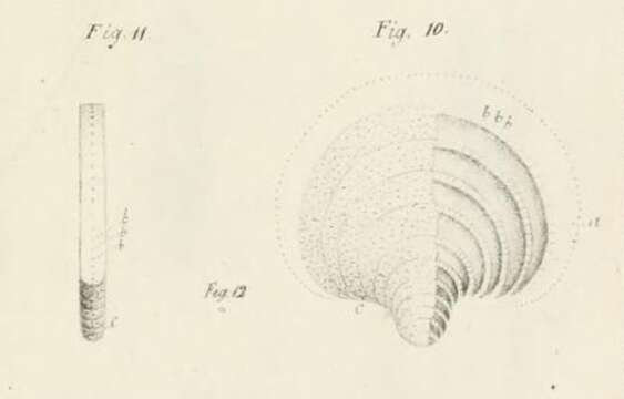 Image de Pavoninidae