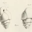 Image of Bulimina marginata d'Orbigny 1826