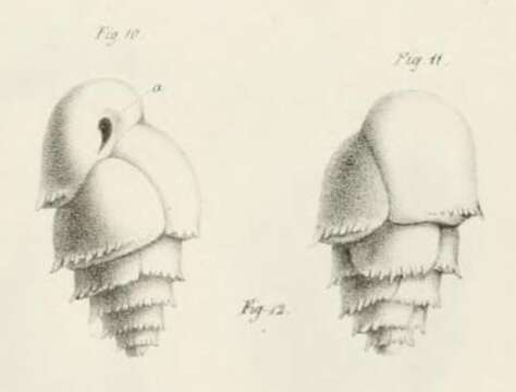 Image of Bulimina marginata d'Orbigny 1826