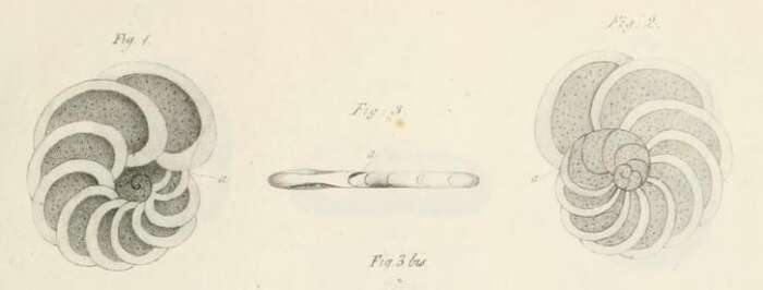Image de Planulina ariminensis d'Orbigny 1826