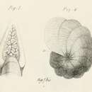 Image of Dendritina arbuscula d'Orbigny 1826