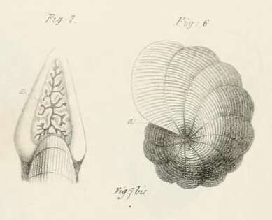 Image of Dendritina d'Orbigny 1826