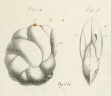 Image of Cassidulina d'Orbigny 1826