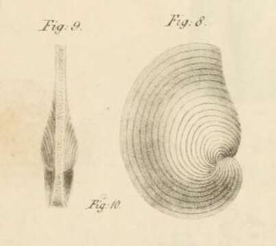 Image of Orbiculina numismalis Lamarck 1822