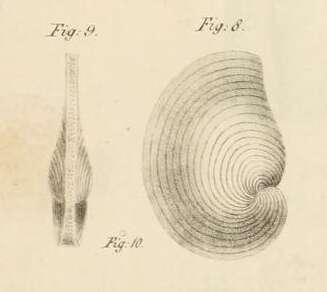 Image de Orbiculina numismalis Lamarck 1822