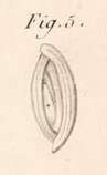 Image of <i>Miliolites opposita</i> Lamarck 1804