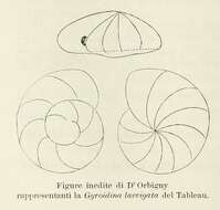 Image of Gyroidina laevigata d'Orbigny 1826