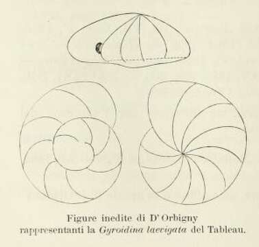 Image de Gyroidina laevigata d'Orbigny 1826