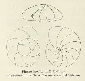 Image de Gyroidina laevigata d'Orbigny 1826