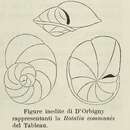 Imagem de Rotalia communis d'Orbigny 1826