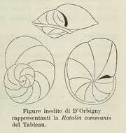 Image de Rotalia communis d'Orbigny 1826