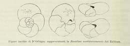 Imagem de Rosalina mediterranensis d'Orbigny 1826