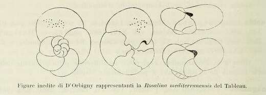 Image of Rosalinidae