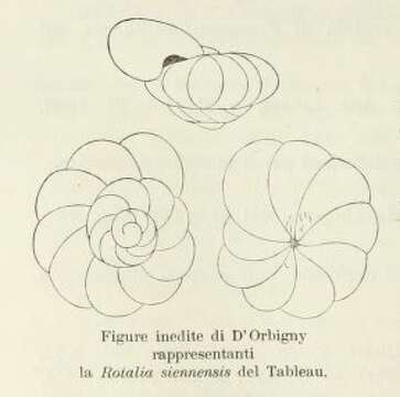 Image of Rotalia siennensis d'Orbigny 1826