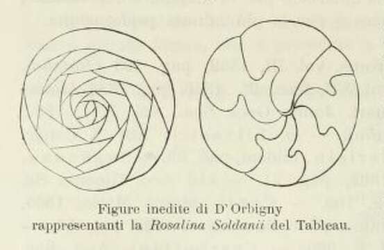 Image of Rosalina soldanii d'Orbigny 1826