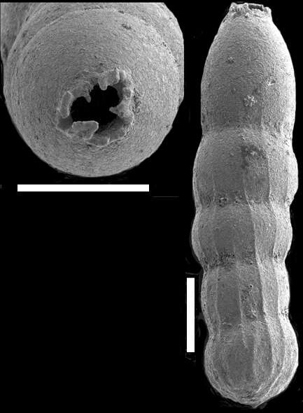 Image of Amphimorphinella amchitkaensis (Todd 1953)