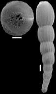 Image of Amphimorphinella amchitkaensis (Todd 1953)