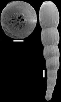 Image of Amphimorphinella amchitkaensis (Todd 1953)