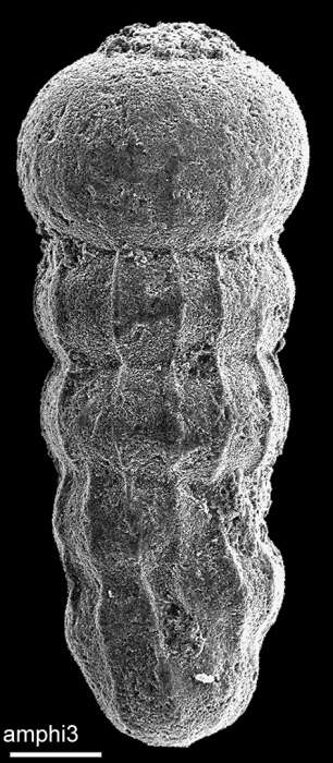 Image of Amphimorphinella butonensis Keyzer 1953