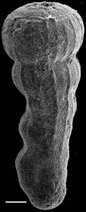 Image of Amphimorphinella butonensis Keyzer 1953