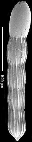 Image of Chrysalogonium deceptorium (Schwager 1866)